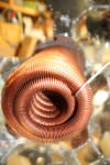 Copper Coil Page Two Raleigh Durham Energy Douglas Hartley